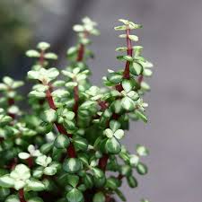 Image result for Grona afra