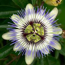 10 Blue Crown Passion Flower Passion Fruit Passiflora Etsy In 2020 Passion Fruit Flower Passion Flower Passiflora