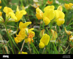 Image result for Eriosema montanum