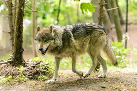 Check spelling or type a new query. 5 Endangered Animal Species Of Yellowstone National Park