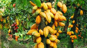 But this is a bad method because: Reviving Cocoa Oil Palm Industries As Main Economic Driversfeatures The Guardian Nigeria News Nigeria And World News