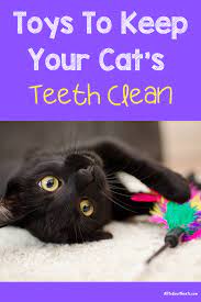 Best Cat Chew Toys And Why Your Kitty Needs One Oral Health Care Teeth Cleaning Oral Care