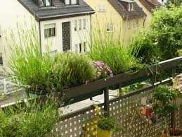 Balkonkasten Mit Lavendel Thymian Grasnelke Konifere Sud Sud West Seite Balkon Pflanzen Terrasse Pflanzen Balkon