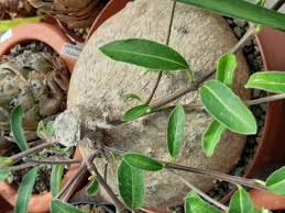 Image result for Raphionacme procumbens
