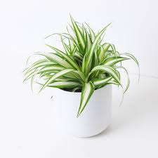 Image result for Chlorophytum velutinum