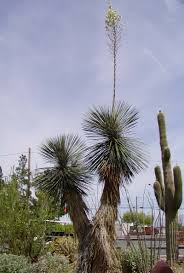 This is dasylirion , a relative of asparagus. Yucca Elata Wikipedia