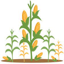 Corn Stalks Miss Kate Cuttables Corn Stalks Corn Plant Corn