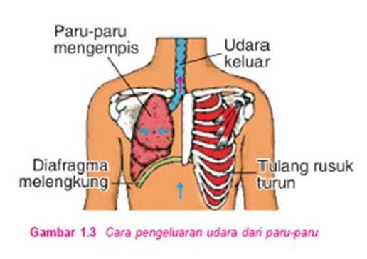 Hasil gambar untuk gambar kartun pernafasan dada"