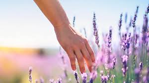 Don Abelardo Navarro Revetllat