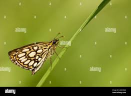 Image result for Heteropterus morpheus