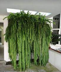 620 Ideas De Helechos En 2022 Helechos Plantas Jardineria