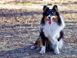Check spelling or type a new query. The Shollie All About The Border Collie German Shepherd Mix K9 Web