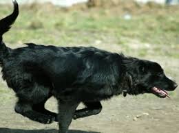 We did not find results for: 7 Things To Know Before Buying A German Shepherd Lab Mix A K A Sheprador