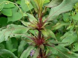Image result for Hygrophila schulli