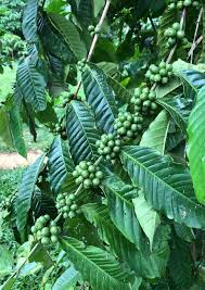 Image result for Pandanus chiliocarpus