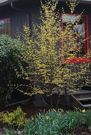 Image result for Cornus