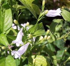 Image result for Ruellia brevifolia