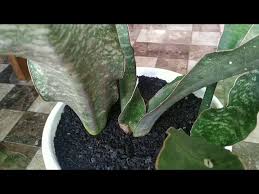 Image result for Canscora kirkii