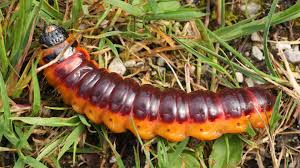 Image result for Cossus cossus