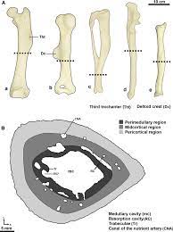 The humerus is a long bone which consists of a shaft (diaphysis) and two extremities (epiphysis). Long Bone Macro And Microstructure Of Bathyergus Suillus A Long Download Scientific Diagram