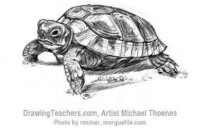 How To Draw A Turtle Walking Turtle Drawing Turtle Sketch Animal Sketches