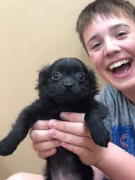 Naming a pet rat with a potato theme