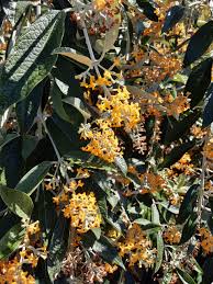 Image result for Buddleja madagascariensis