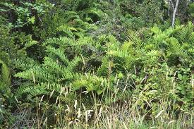 Image result for Blechnum