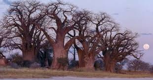 Africa A Full Moon Rises Over A Spectacular Grove Of Ancient Baobab Trees Known As Baines Baobabs Which Perches On Th African Tree Baobab Tree Tree Forest