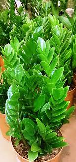 Keep it away from children and pets, and wash your hands or wear gloves if you need to handle it. Zz Plant Bob S Market And Greenhouses