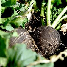 Image result for Raphanus