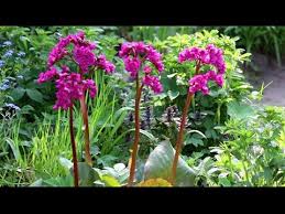 0723683861) pepiniera peris , producator liliac indian , smochini , banana nordului , kiwi. Umbra De Pe Site Ce Plante SÄ Planteze Èi Ce SÄ FacÄ Cu Ea FÄ O Singur