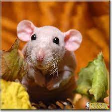 160 Perfect Hairless Babies Ideas Hairless Animals Pets