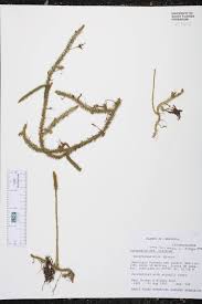 Image result for Lycopodiella caroliniana
