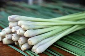 Maybe you would like to learn more about one of these? Grow Your Own Lemongrass Hgtv