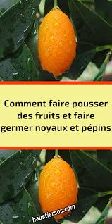 Comment Faire Pousser Des Fruits Et Faire Germer Noyaux Et Pepins En 2020 Fruit Fruits Germination Graine