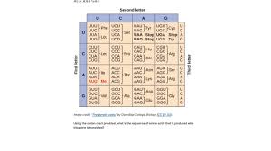 Dna transcription and translation practice worksheet with. Translation Practice Khan Academy