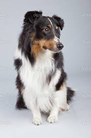 Border Collie Black And Brown Dogs Border Collie Dog Black Brown And White Isolated Against Grey Ba Border Collies Collie Hundar