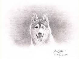 Le husky sibérien est un chien de type spitz de taille moyenne, puissant et athlétique., il a une allure quelque peu compacte, mais jamais grossière, et dispose d'ailleurs d'allures très légères et élégantes. Dessins En Couleurs A Imprimer Chien Numero 21620