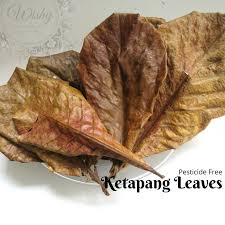 Manfaat daun ketapang untuk ikan cupang ~memperindah kulit dan mencerahkan warna ikan cupang. Ketapang Leaves Daun Ketapang Daun Ikan Laga Betta Spawning Leaves 5 7 Inch Shopee Malaysia