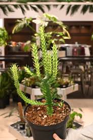 Image result for Euphorbia