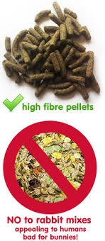 Foods high in calcium can. What Do Rabbits Eat What Should I Feed My Bunny