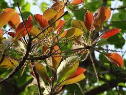 Image result for Terminalia bellirica