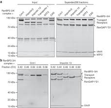 181, section 4, in (9), deleted with touchtone following basic voice grade local service; The Ranbp2 Rangap1 Sumo1 Ubc9 Sumo E3 Ligase Is A Disassembly Machine For Crm1 Dependent Nuclear Export Complexes Nature Communications