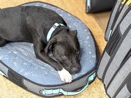 We did not find results for: Pet Tales Have Dogs Win Contest Hit The Road To Learn Business Tips Pittsburgh Post Gazette