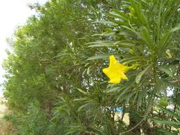 Yellow Oleander Botanical Name Cascabela Thevetica Type Flower Other Name Sanskrit India Karavirah Hindi India à¤•à¤¨ Fruit Flowers Plants Flowers Before 2011 it was called the international code of botanical nomenclature (icbn).