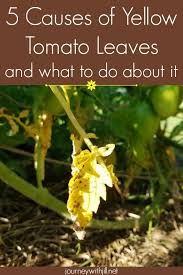 We did not find results for: Whether You Have Cared For Your Tomato Plant From Seed Or You Ve Hand Picked The Right T Growing Tomato Plants Tomato Plant Care Growing Tomatoes In Containers