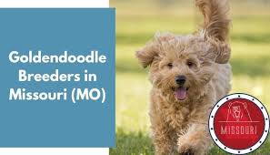 Goldendoodle puppies for sale and dogs for adoption in iowa, ia. 27 Goldendoodle Breeders In Missouri Mo Goldendoodle Puppies For Sale Animalfate