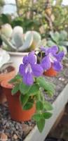 Image result for Streptocarpus glandulosissimus