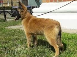 The belgian tervuren is a member of the herding group, and one of four dogs that are native to belgium (laekenois, malinois, and sheepdog are the other three). Belgian Tervuren For Sale Belgian Tervuren Puppies